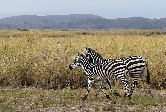 Amboseli National Park