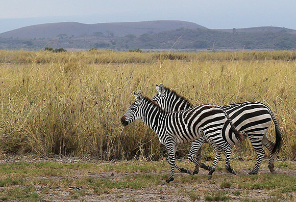 Amboseli National Park