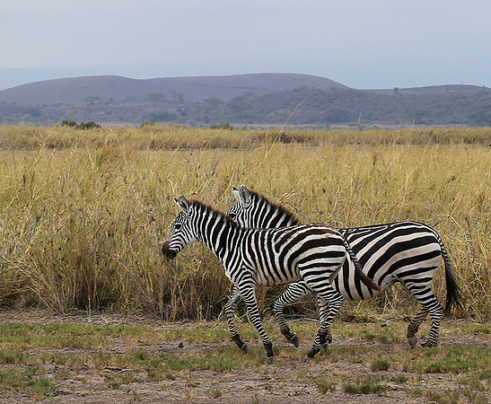 Amboseli National Park