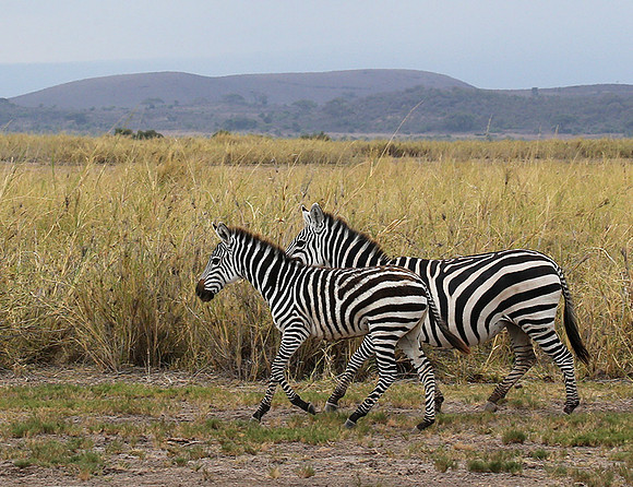 Amboseli National Park