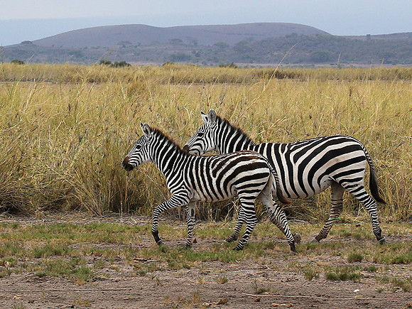 Amboseli National Park