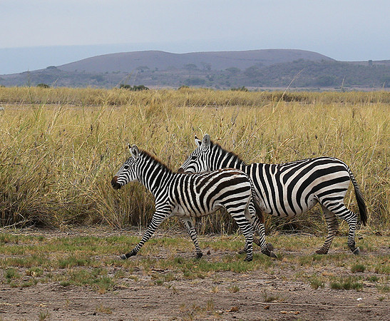 Amboseli National Park