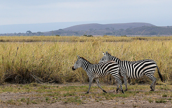 Amboseli National Park