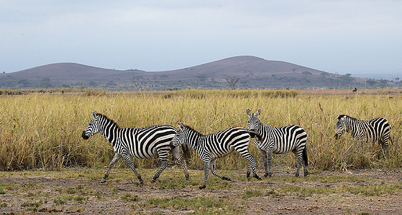 Amboseli National Park