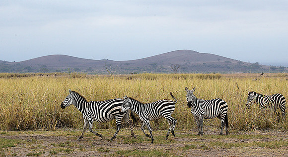 Amboseli National Park