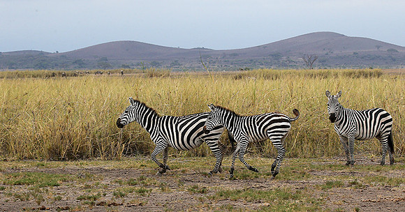 Amboseli National Park