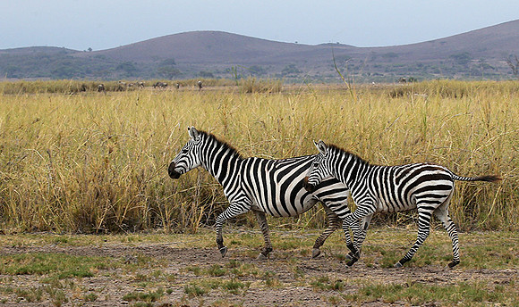 Amboseli National Park