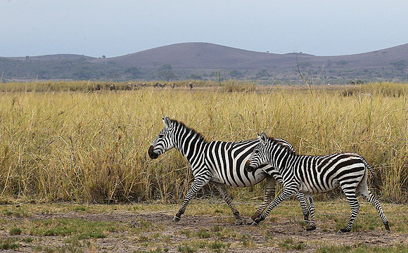 Amboseli National Park