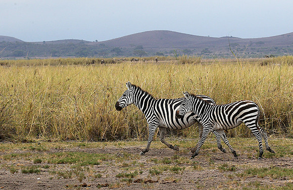 Amboseli National Park