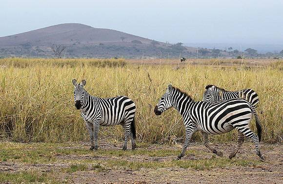 Amboseli National Park