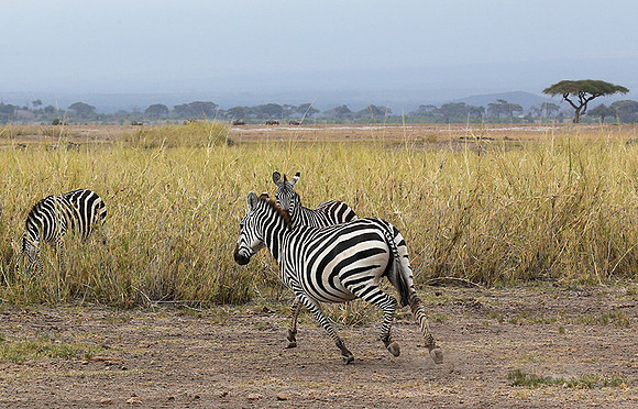 Amboseli National Park