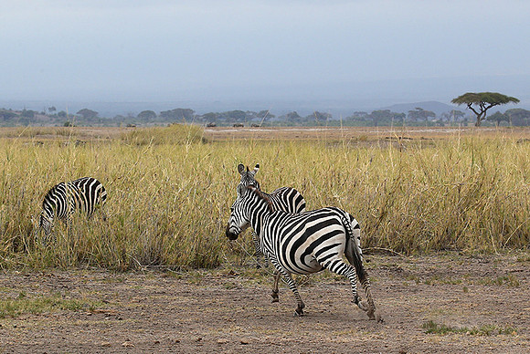 Amboseli National Park