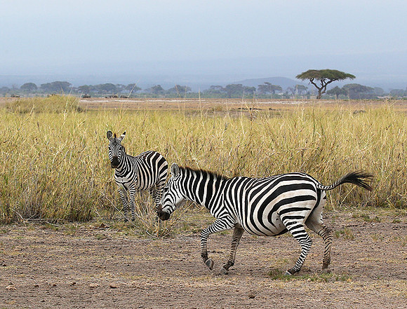 Amboseli National Park