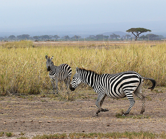 Amboseli National Park
