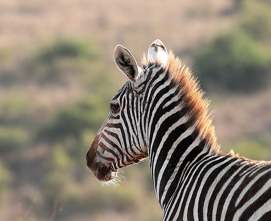 Nairobi National Park