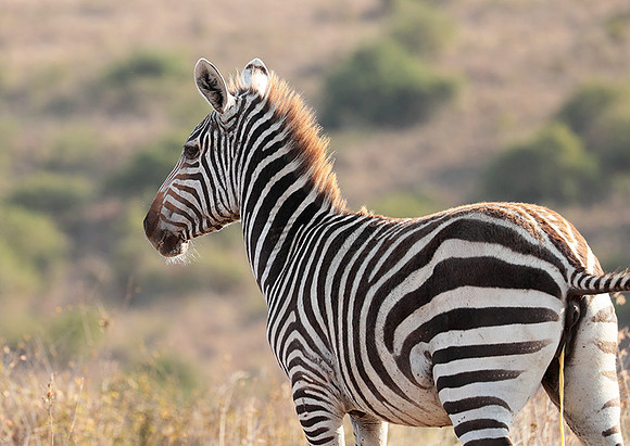 Nairobi National Park