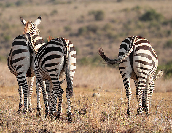 Nairobi National Park