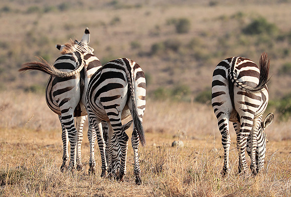 Nairobi National Park