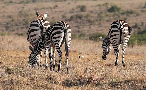Nairobi National Park