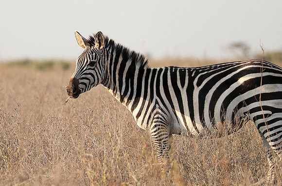 Nairobi National Park