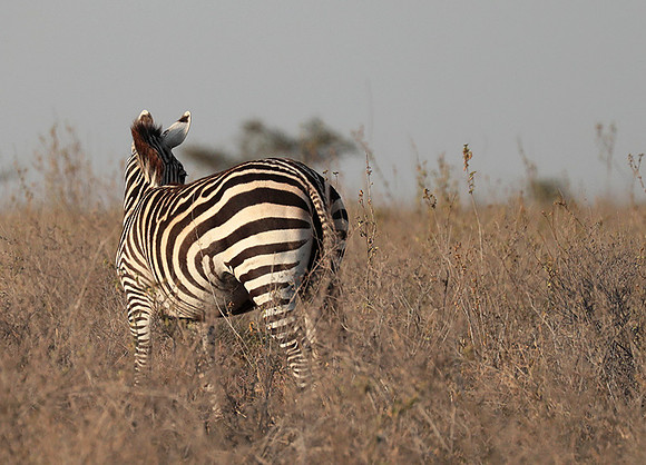 Nairobi National Park