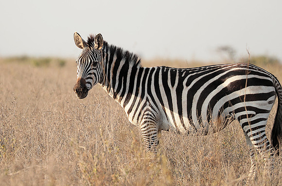 Nairobi National Park