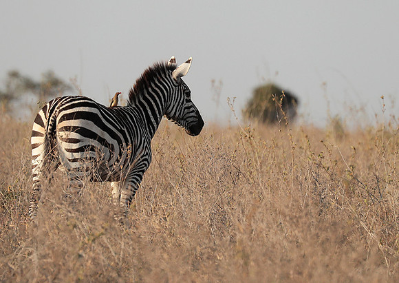 Nairobi National Park