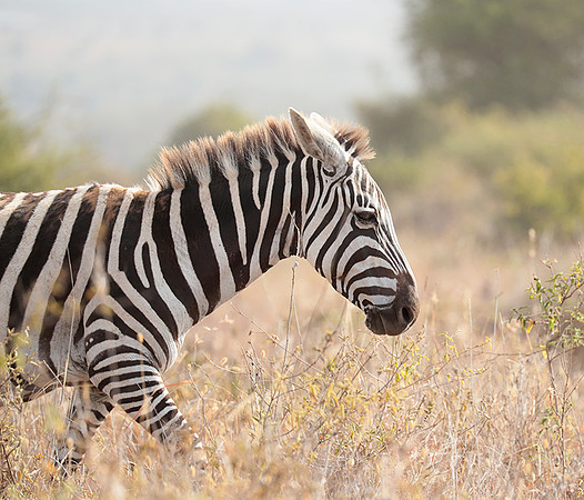 Nairobi National Park