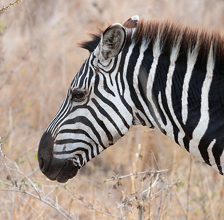 Nairobi National Park