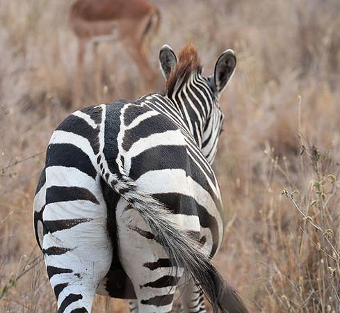 Nairobi National Park