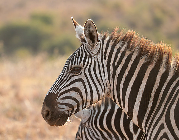 Nairobi National Park