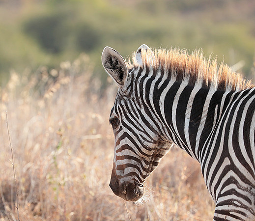 Nairobi National Park