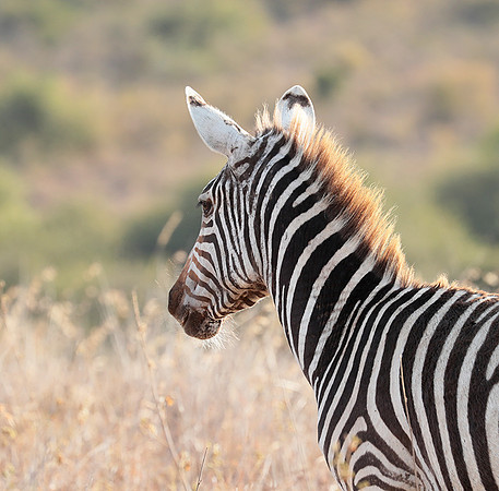 Nairobi National Park