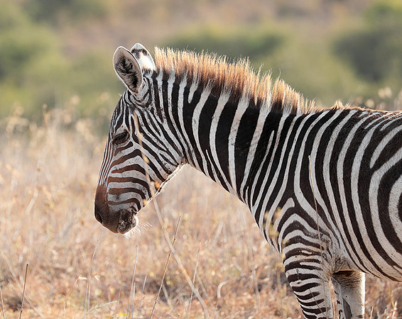 Nairobi National Park