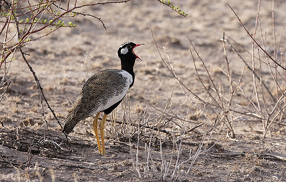 Northern black korhaan - Tau Pan