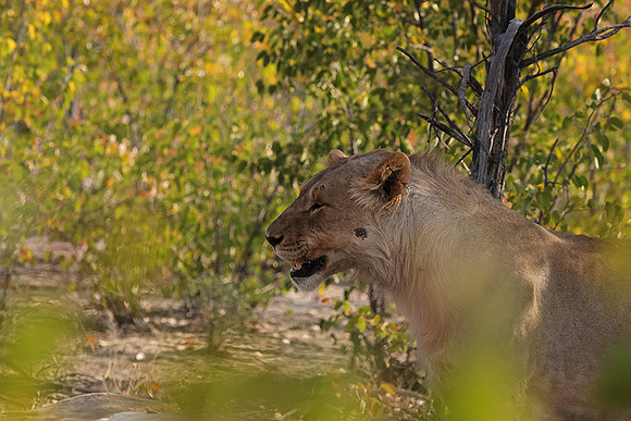 Ongava Private Reserve