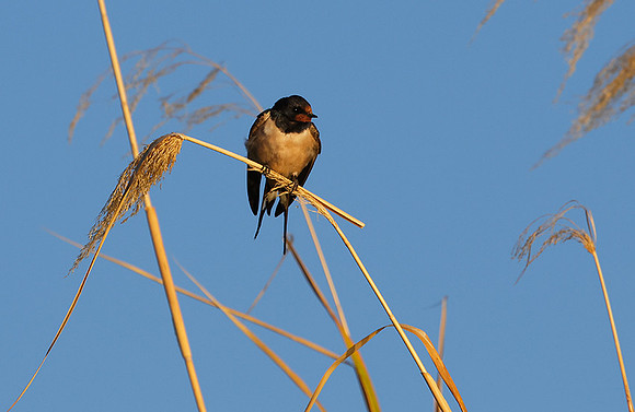 Barn swallow - Delta of Okavango