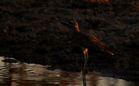 Spotted thick-knee - Tau Pan