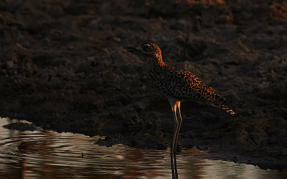 Spotted thick-knee - Tau Pan
