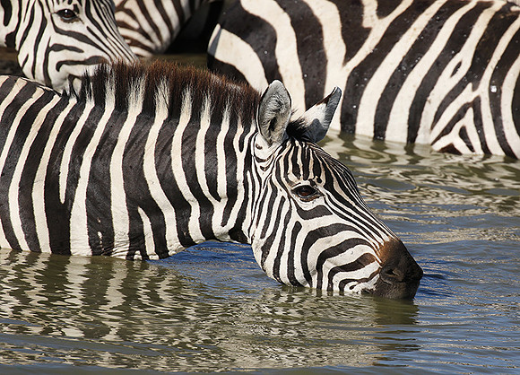 Serengeti - Grumeti Private Reserve