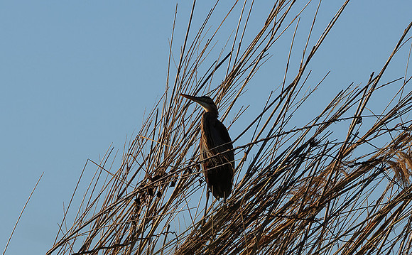 African darter - Delta of Okavango