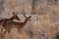 Black-faced impala - Etosha