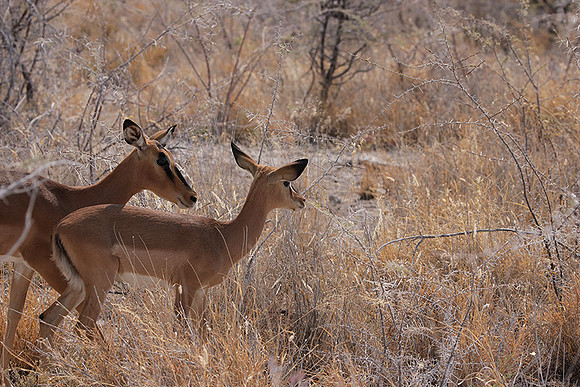 Black-faced impala - Etosha
