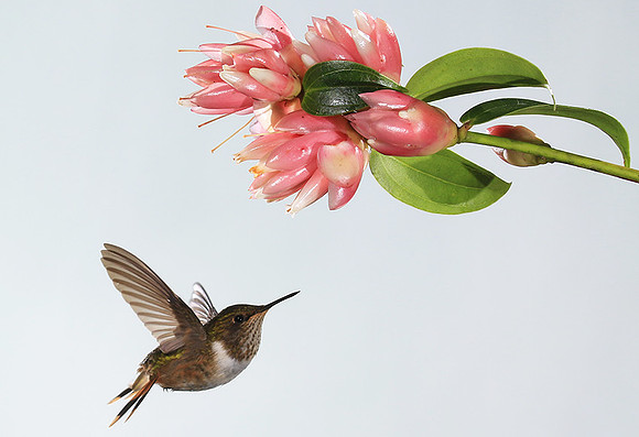 Volcano humming bird