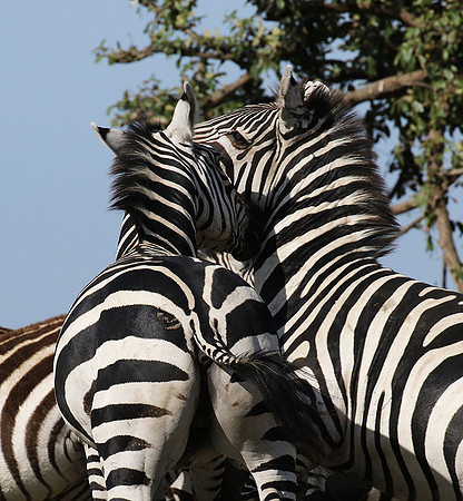 Serengeti - Grumeti Private Reserve