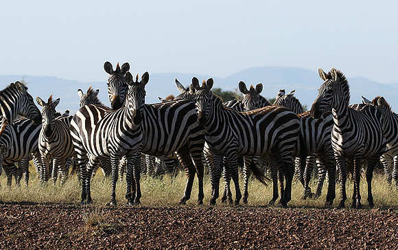 Serengeti - Grumeti Private Reserve