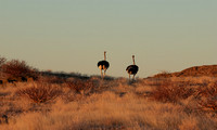 Damaraland