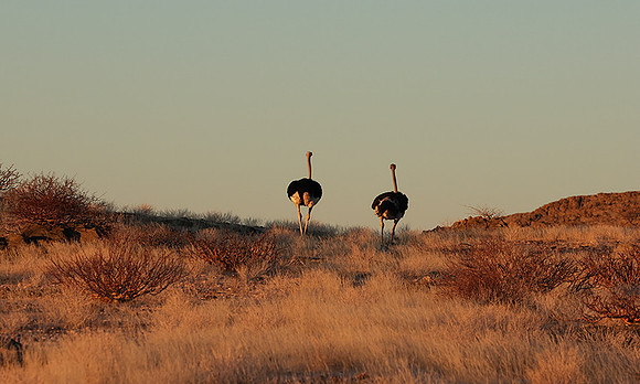Damaraland