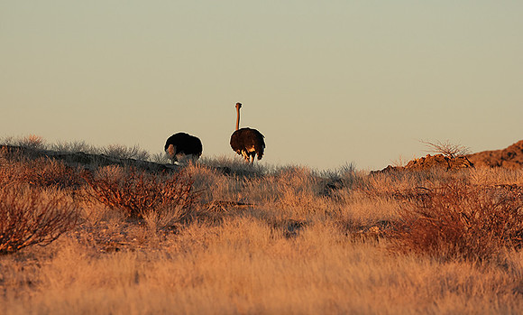 Damaraland