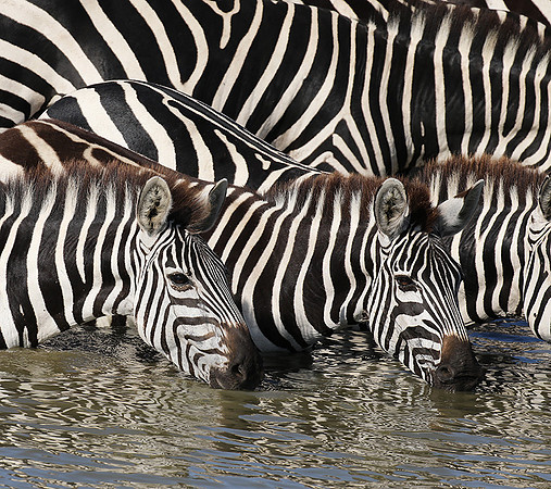 Serengeti - Grumeti Private Reserve